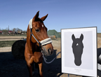 Poster with a picture of your horse