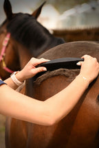 noble_equus_szorlehuzo