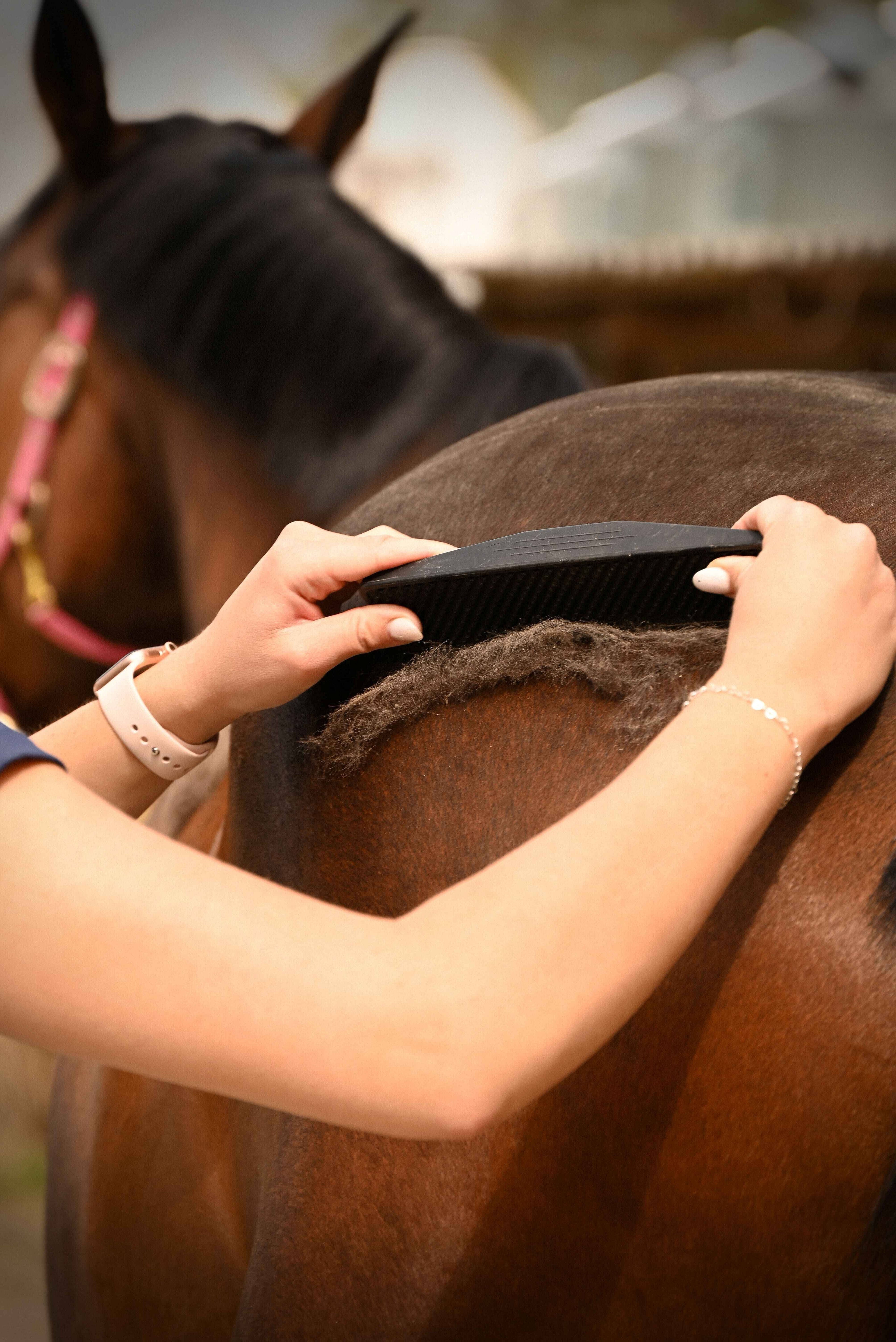 noble_equus_szorlehuzo